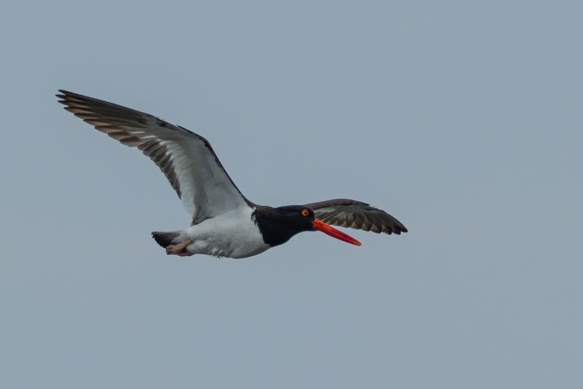 American Oystercatcher - ML620707149