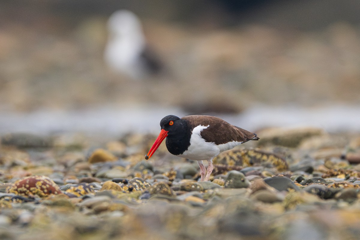 American Oystercatcher - ML620707150