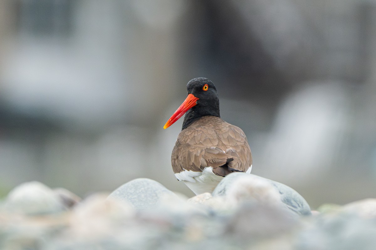 American Oystercatcher - ML620707151