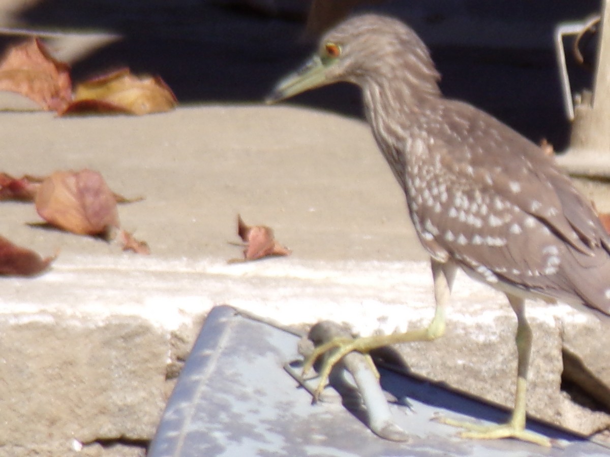 Black-crowned Night Heron - ML620707155