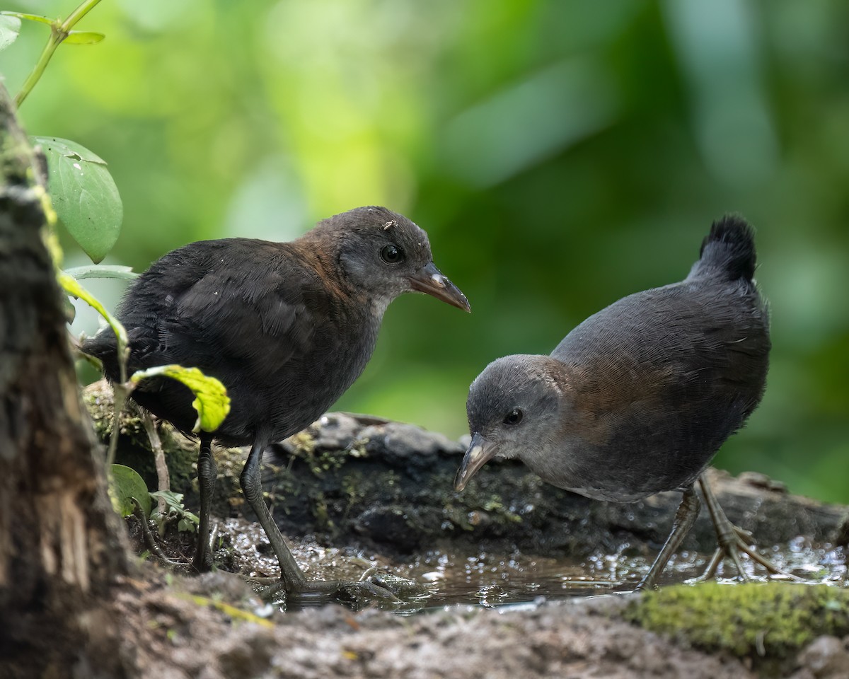 White-throated Crake - Kelly and John Casey