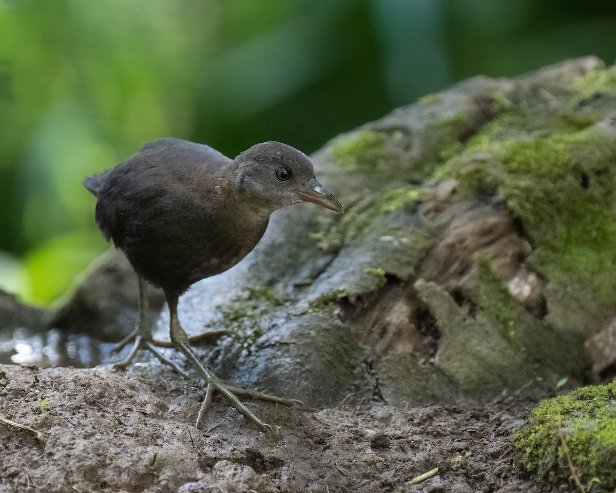 White-throated Crake - ML620707158