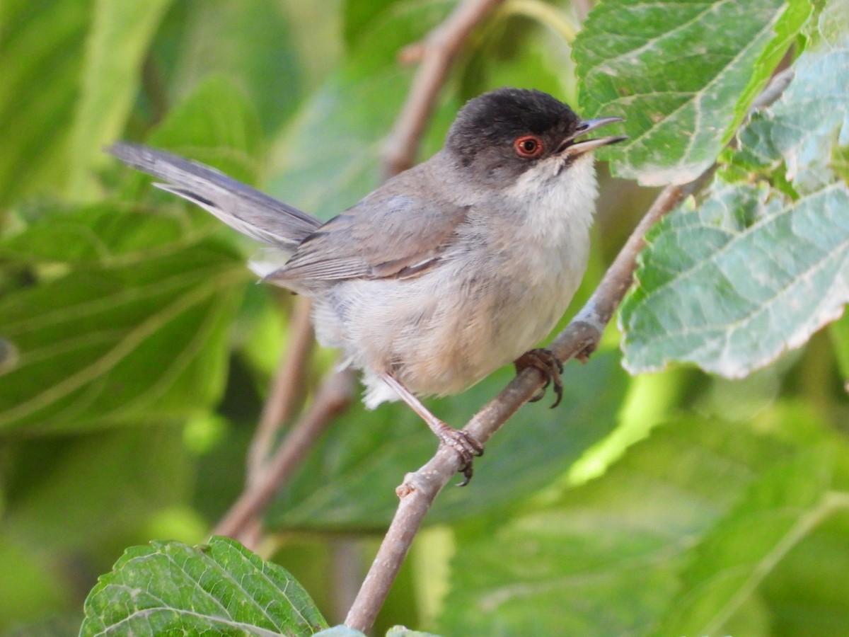 Sardinian Warbler - Martina Corgnati