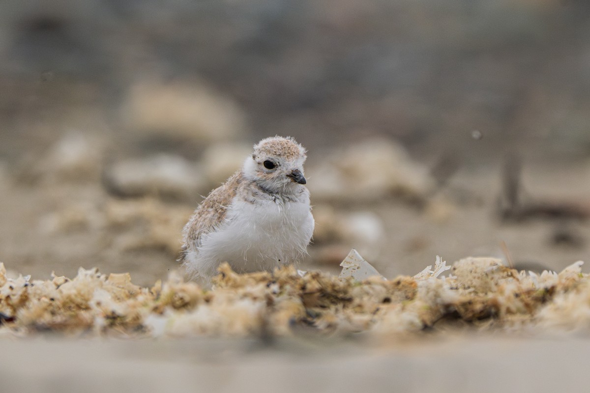 Piping Plover - ML620707164