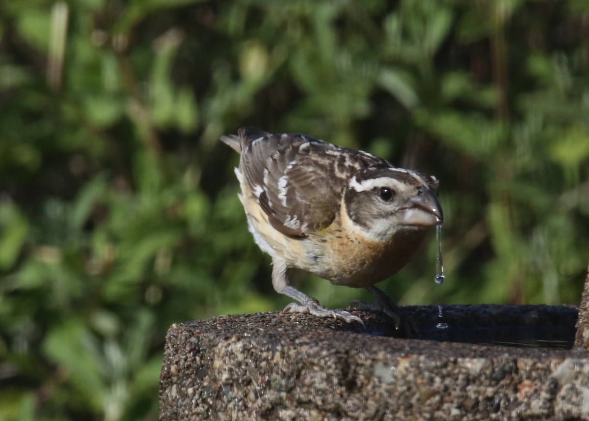 Black-headed Grosbeak - ML620707165