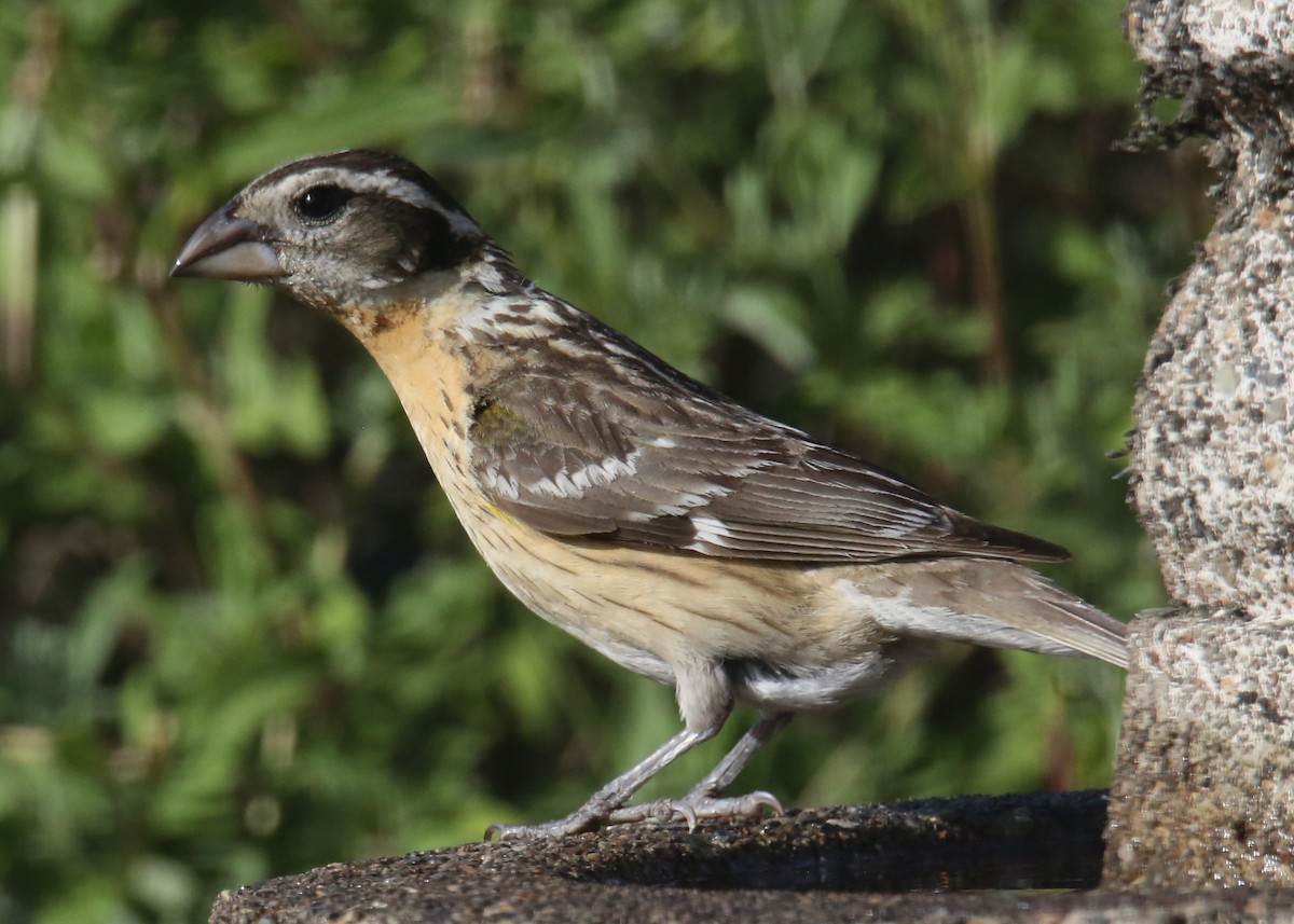 Black-headed Grosbeak - ML620707167