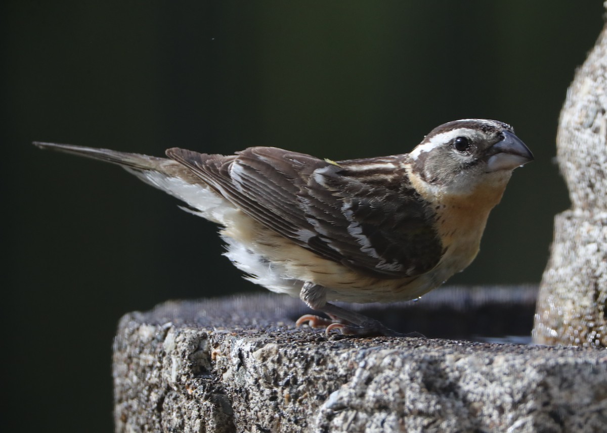 Black-headed Grosbeak - Linda Dalton