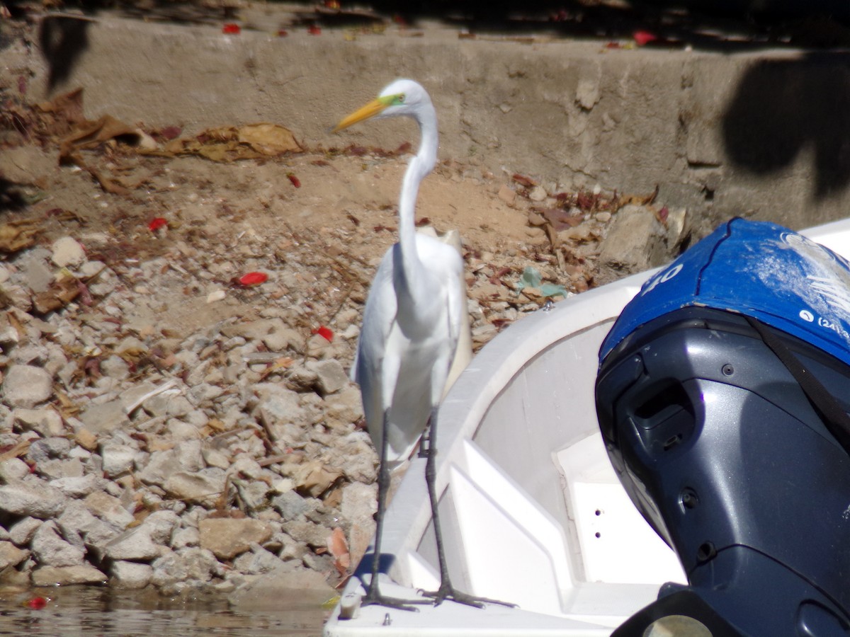 Great Egret - ML620707171