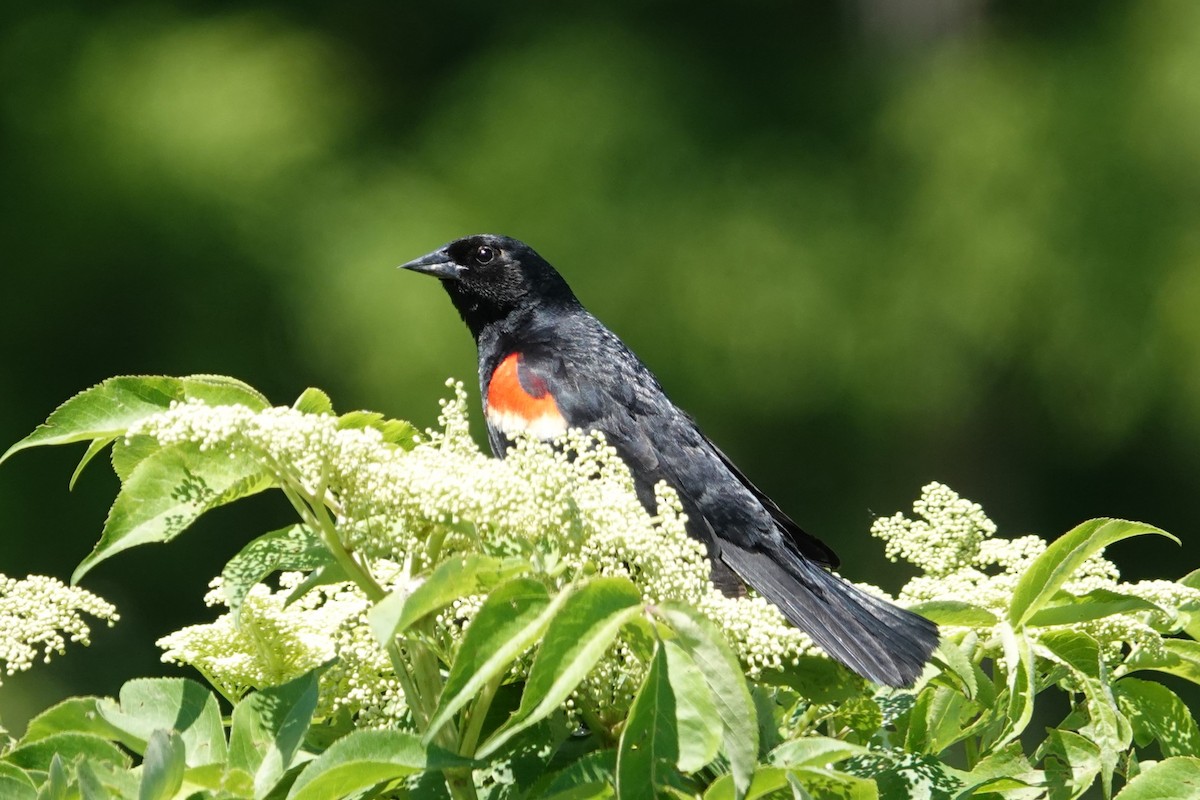 Red-winged Blackbird - ML620707172