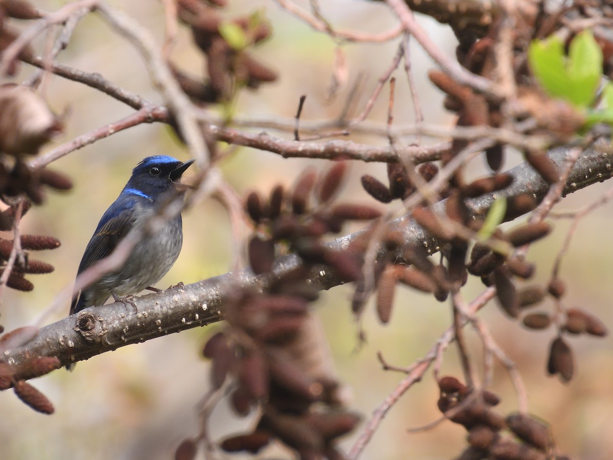 Feenblauschnäpper - ML620707176