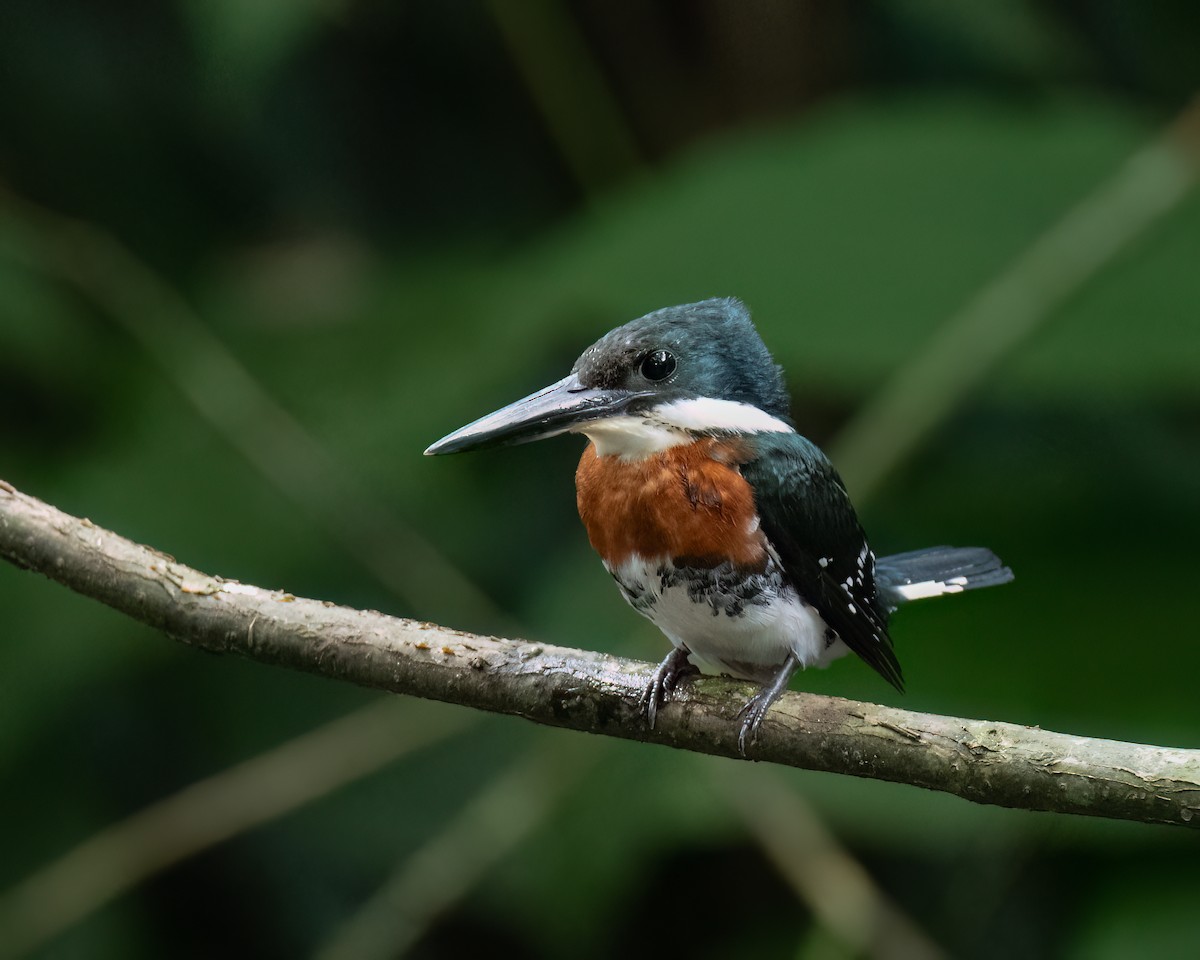 Green Kingfisher - ML620707177