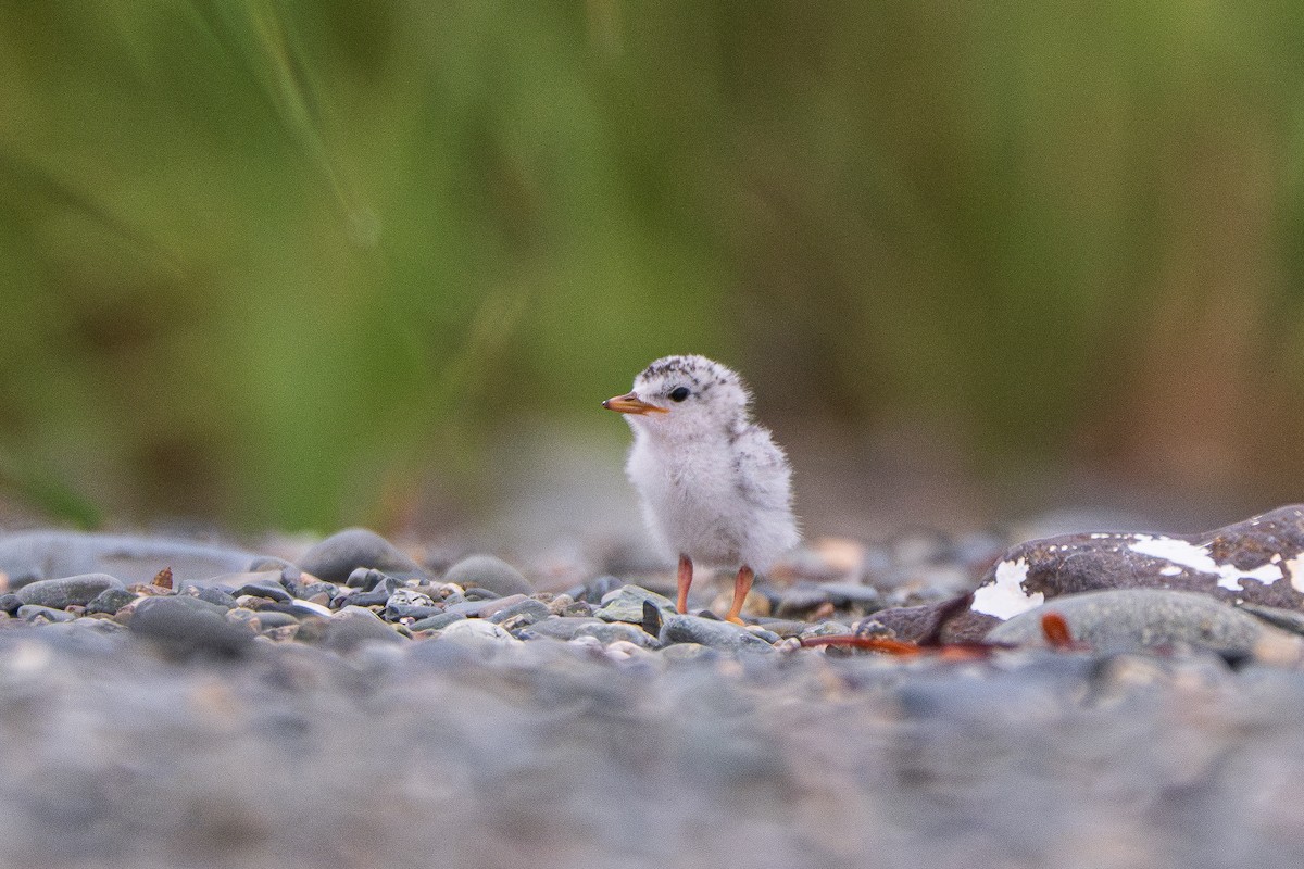 Least Tern - ML620707182