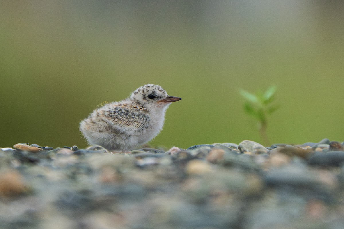 Least Tern - ML620707183