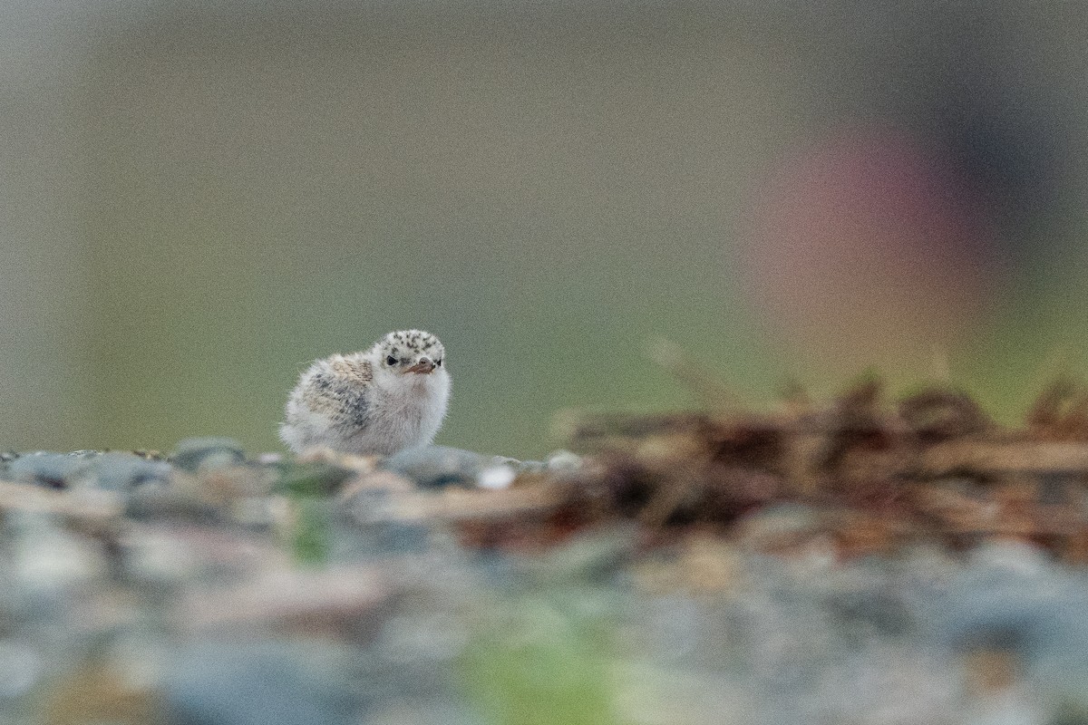 Least Tern - ML620707185