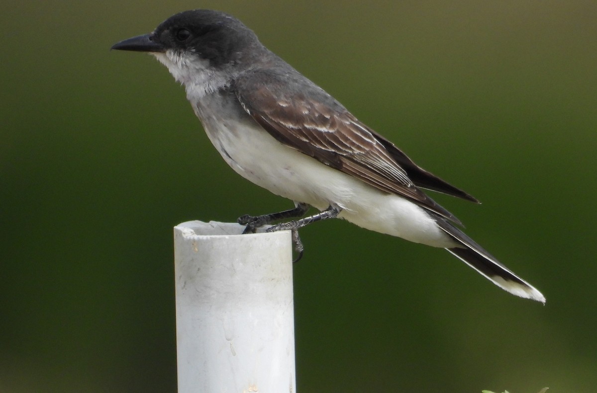 Eastern Kingbird - ML620707187