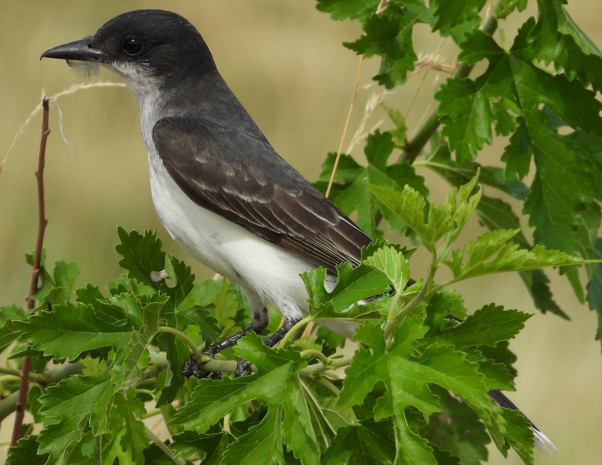 Eastern Kingbird - ML620707188