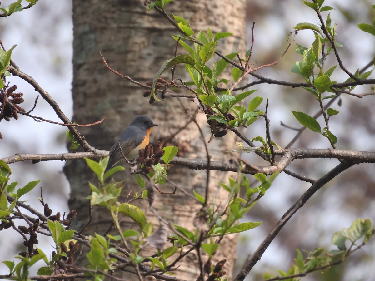 Slaty-backed Flycatcher - ML620707191