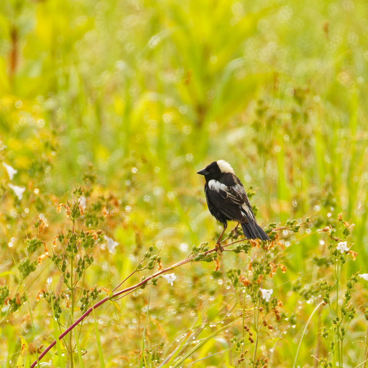 Bobolink - Ruogu Li