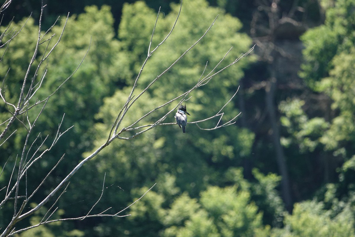 Belted Kingfisher - ML620707200