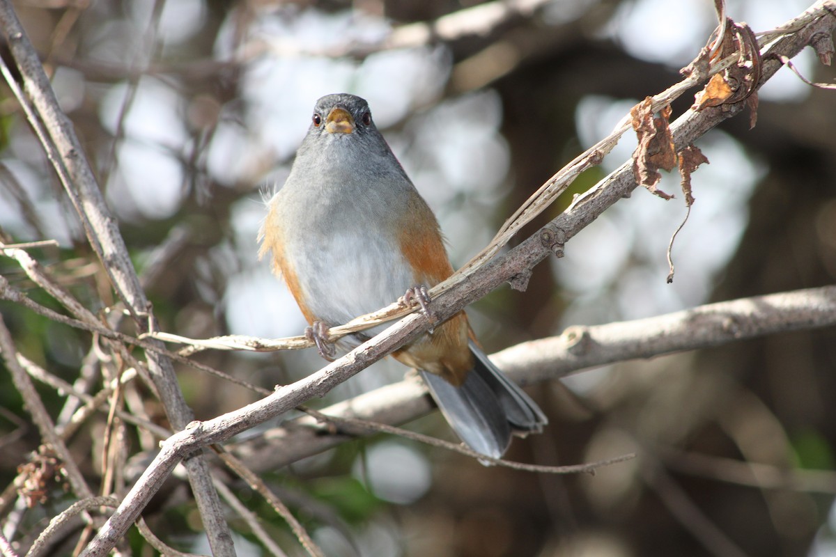 Gray-throated Warbling Finch - ML620707201