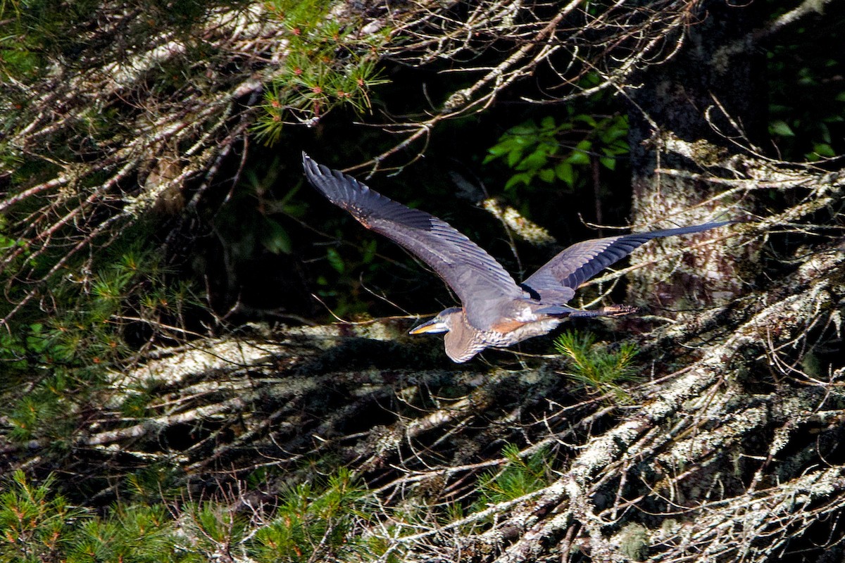 Great Blue Heron - ML620707217