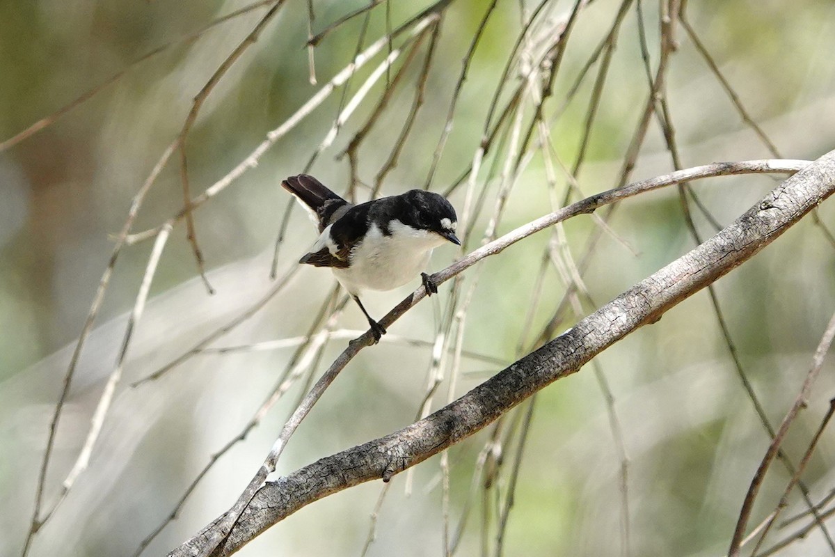 European Pied Flycatcher - ML620707225