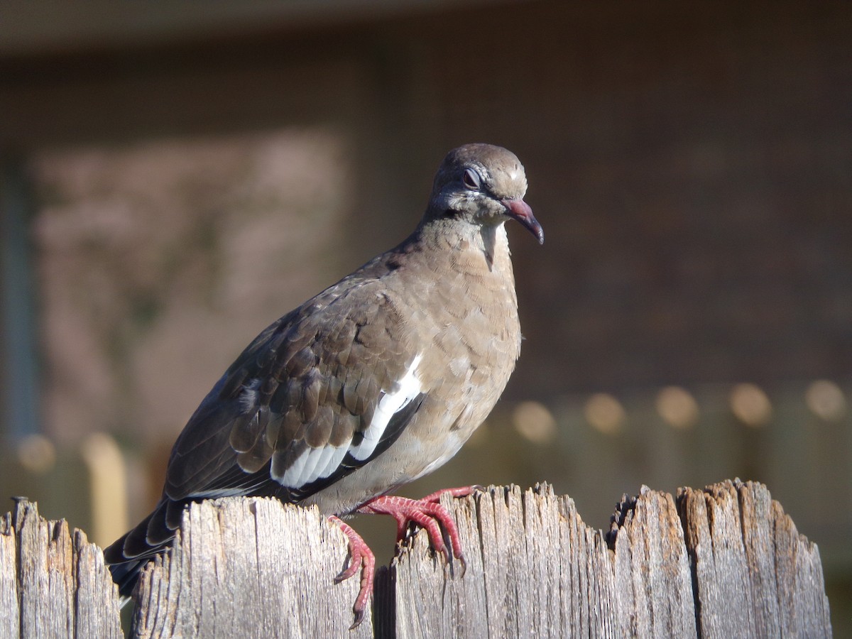 White-winged Dove - ML620707228