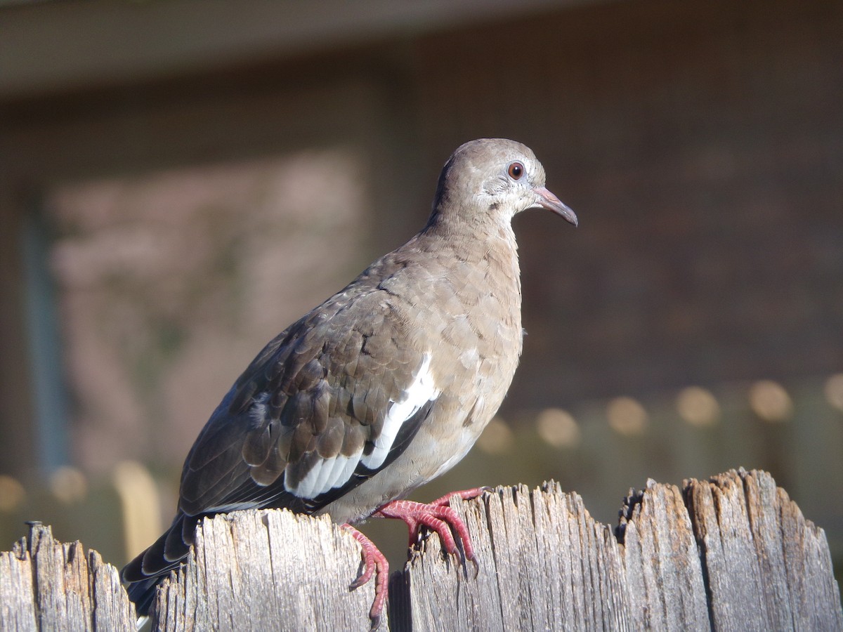 White-winged Dove - ML620707230