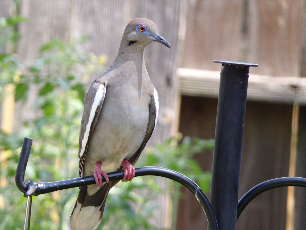 White-winged Dove - ML620707231