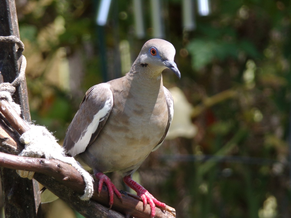 White-winged Dove - ML620707233