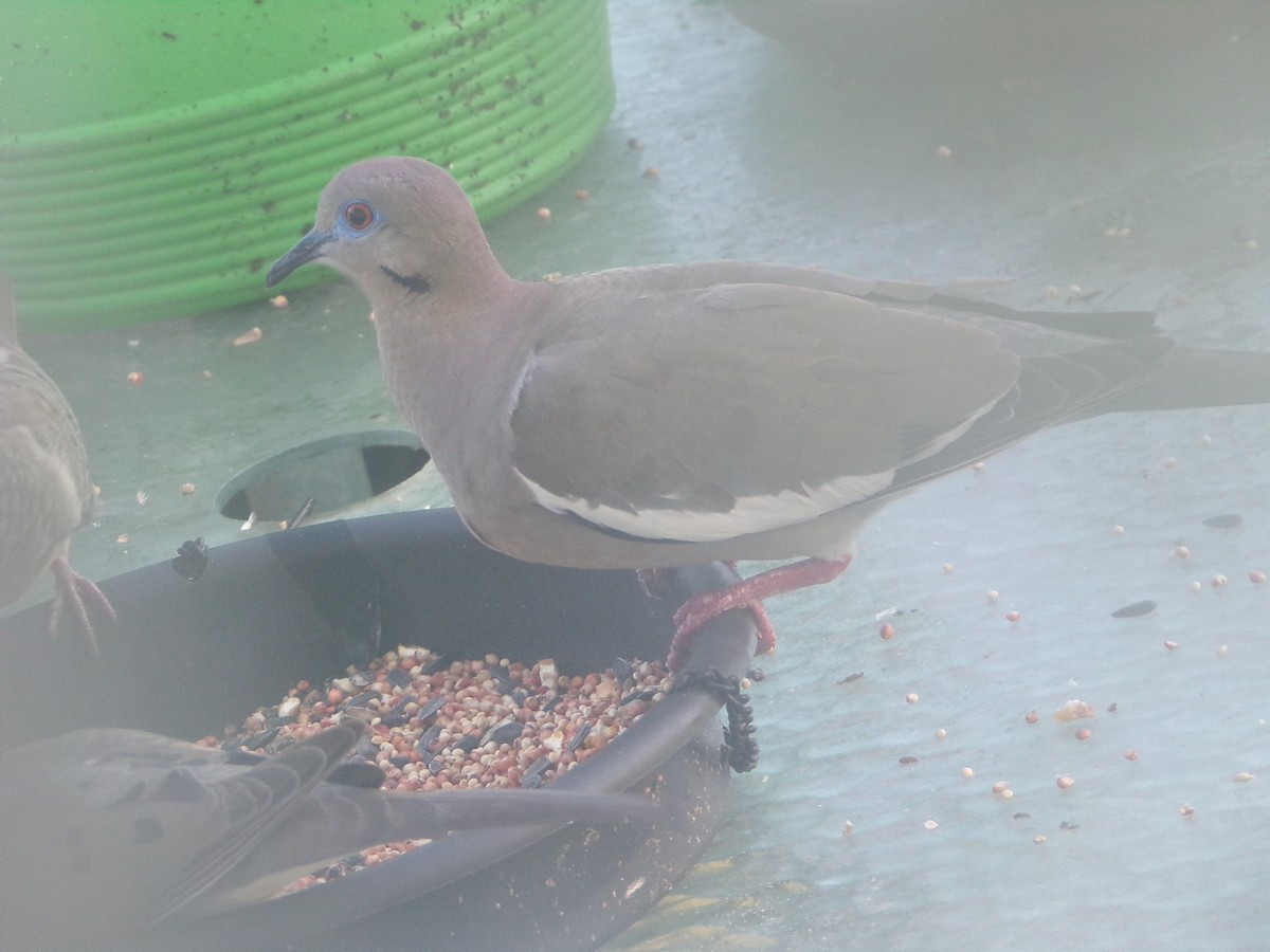 White-winged Dove - ML620707234