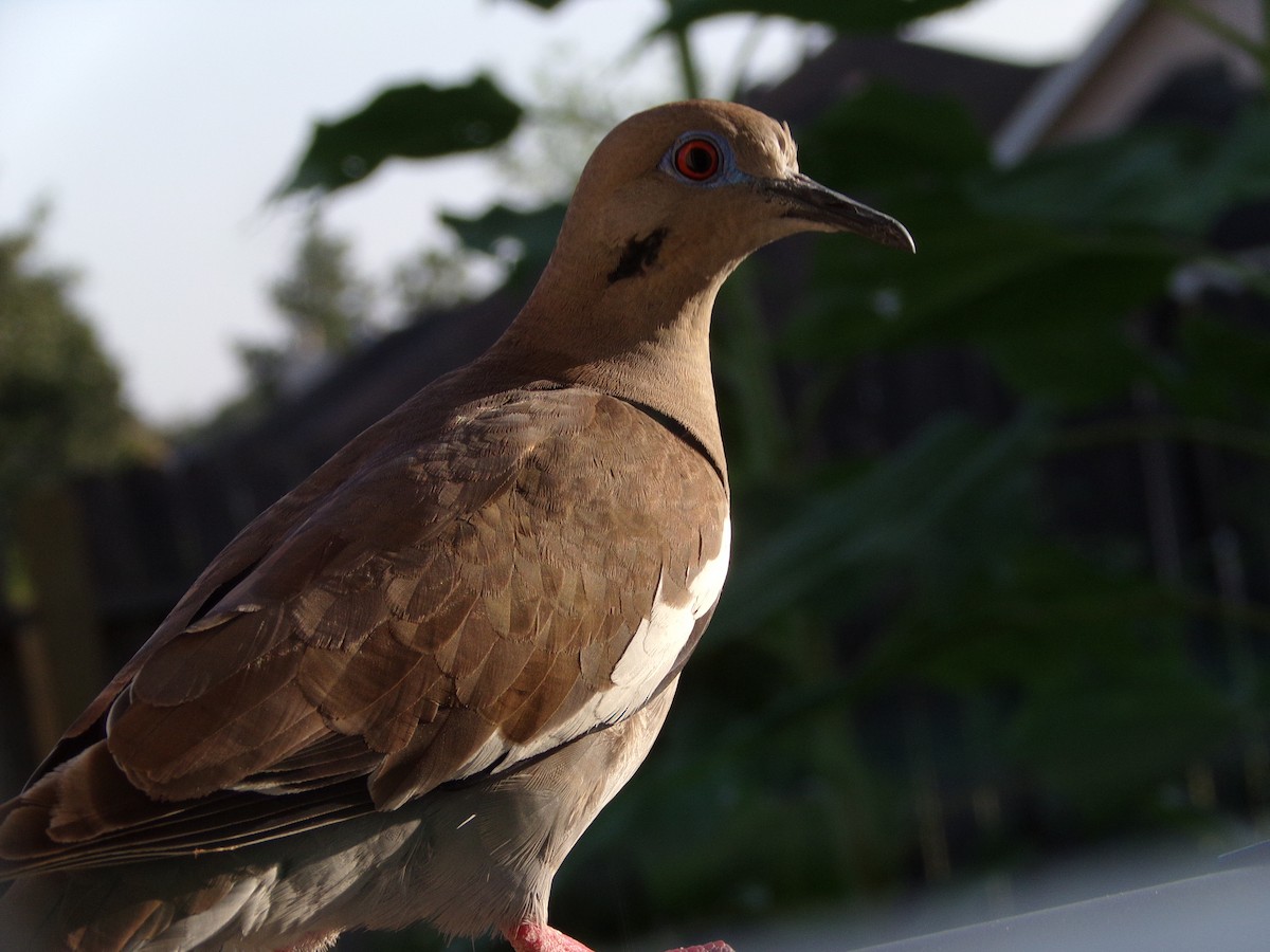 White-winged Dove - ML620707235