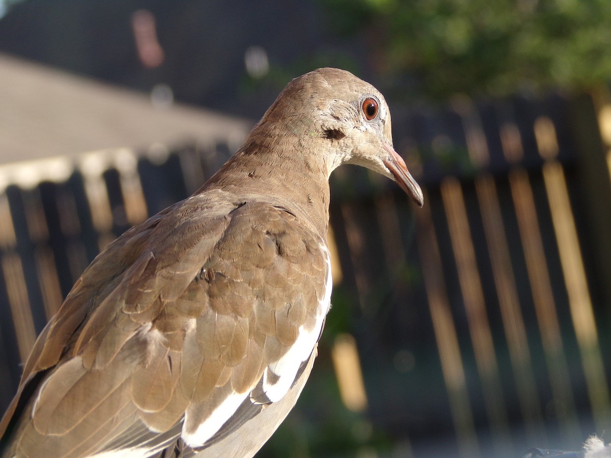 White-winged Dove - ML620707236