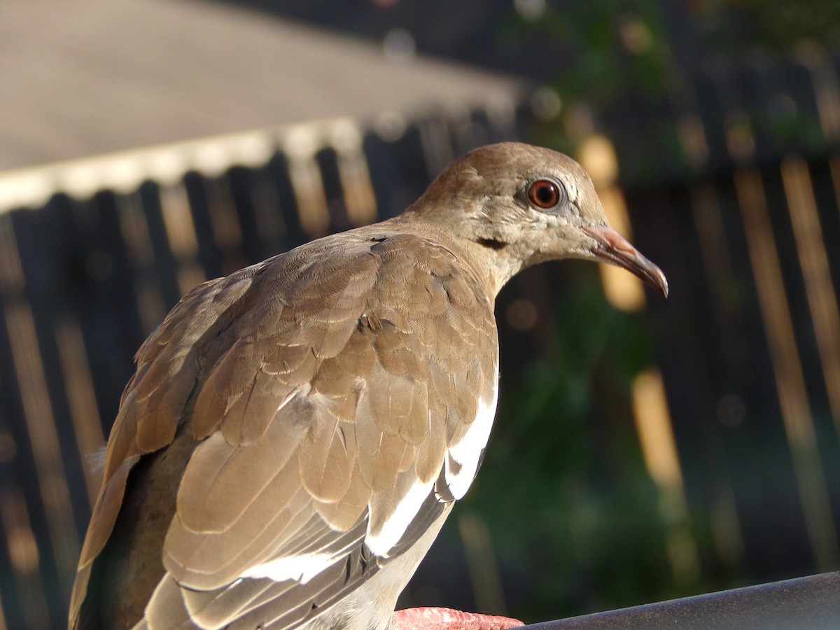 White-winged Dove - ML620707237