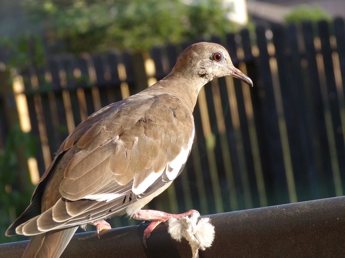 White-winged Dove - ML620707238