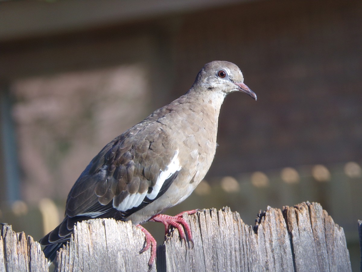 White-winged Dove - ML620707239