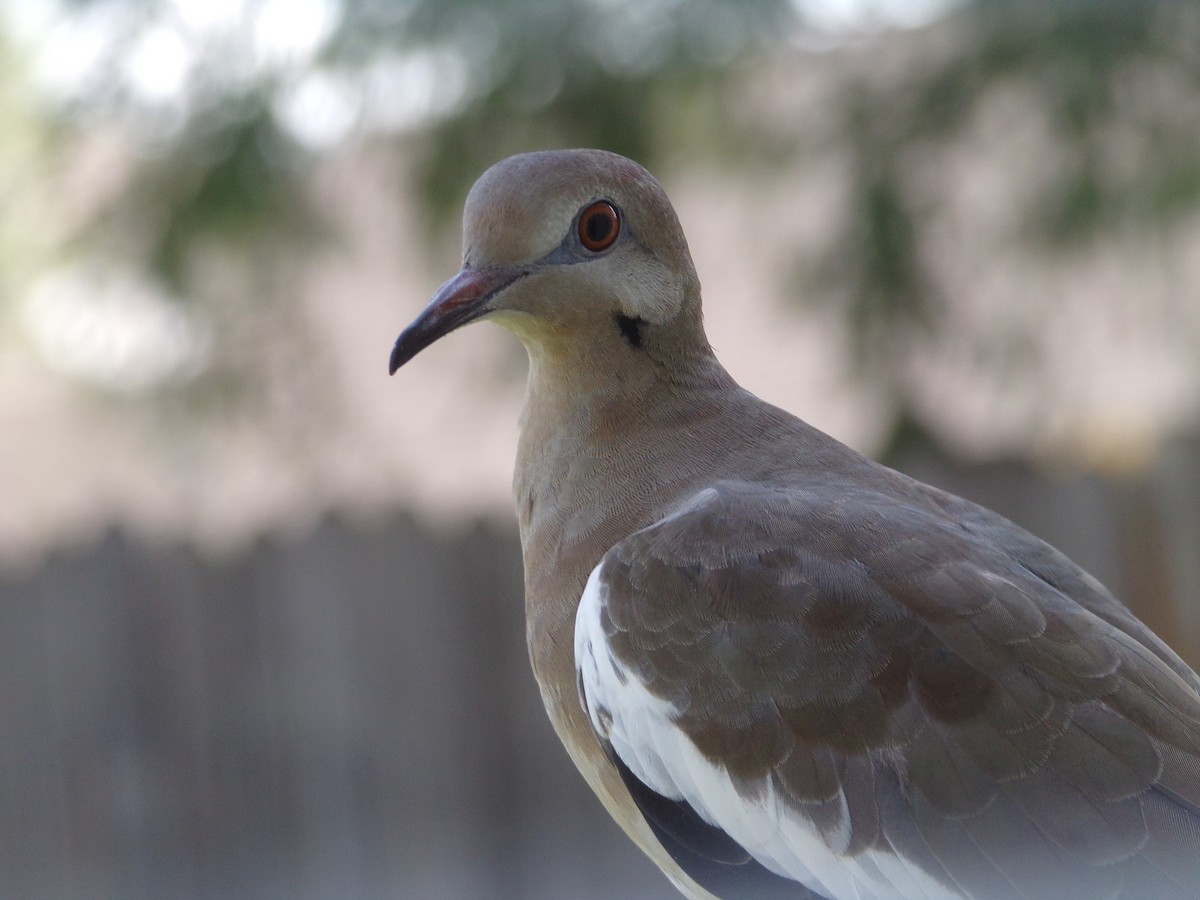 White-winged Dove - ML620707240