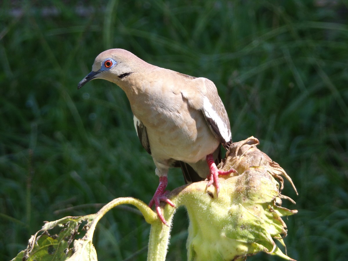 White-winged Dove - ML620707241