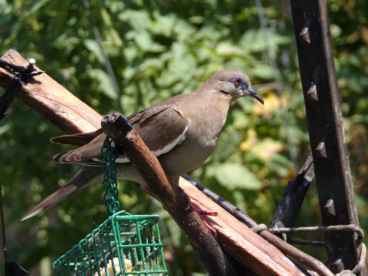 White-winged Dove - ML620707244