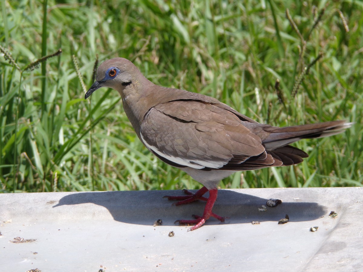 White-winged Dove - ML620707245