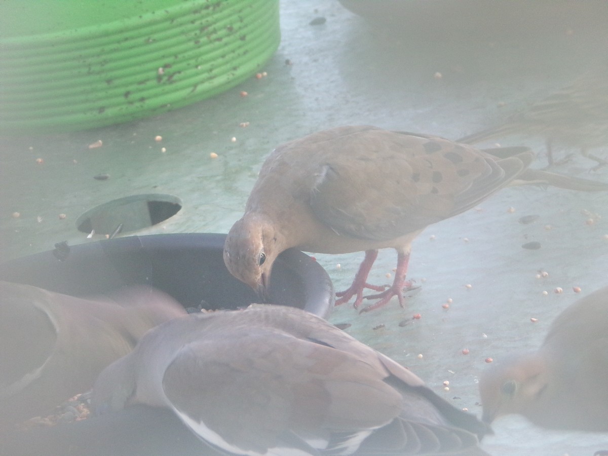 Mourning Dove - ML620707253