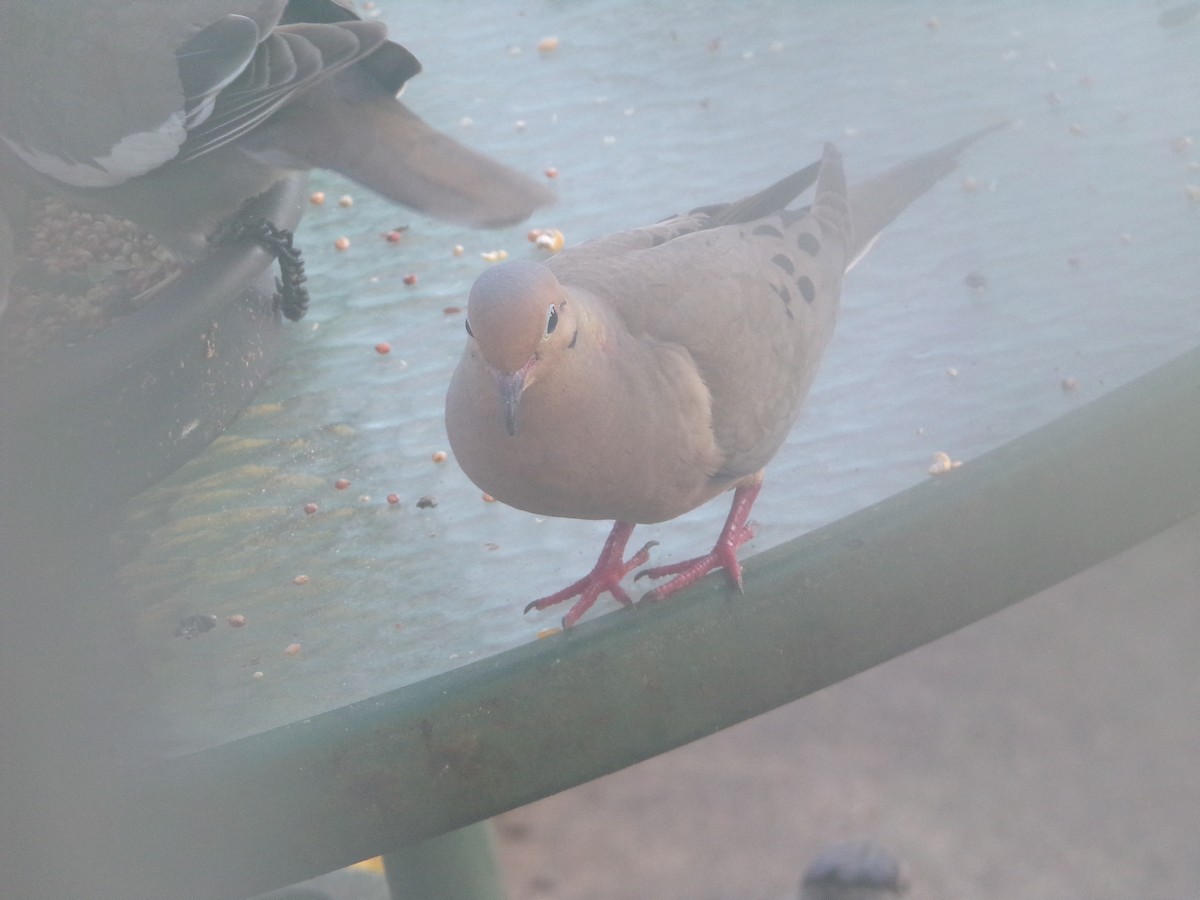 Mourning Dove - ML620707254