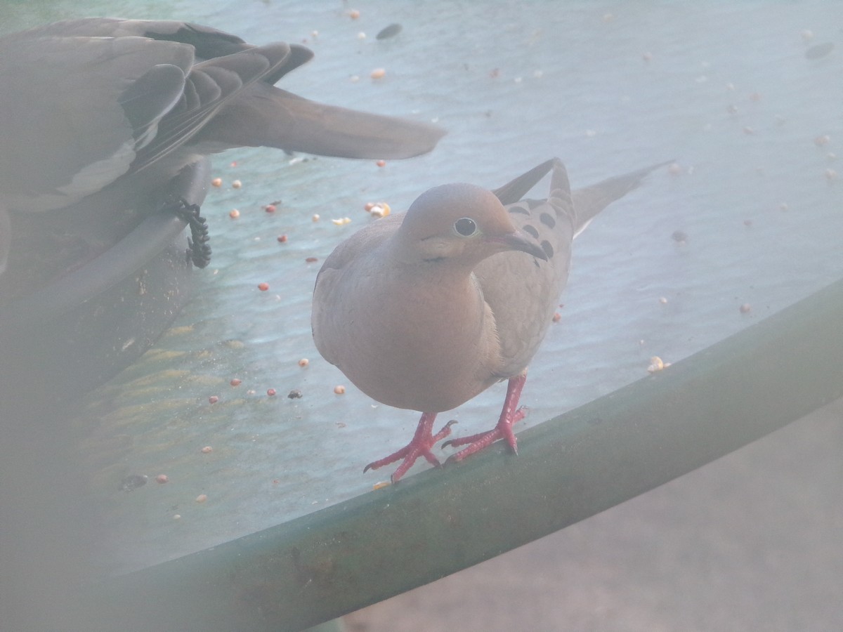 Mourning Dove - ML620707255