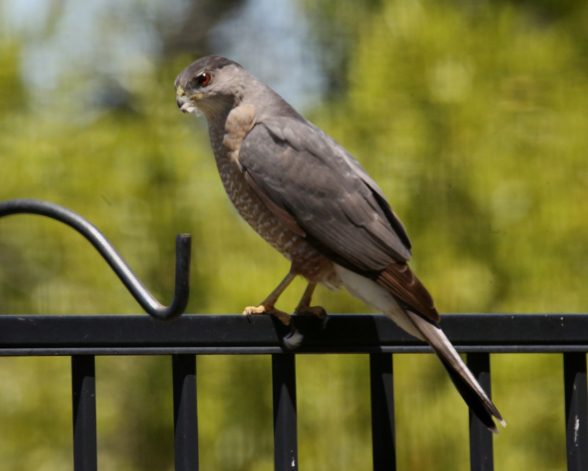 Cooper's Hawk - ML620707257