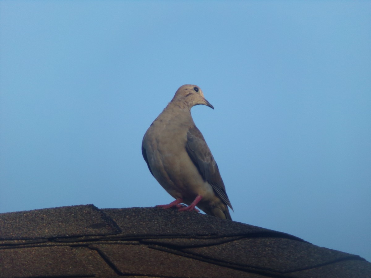 Mourning Dove - ML620707258