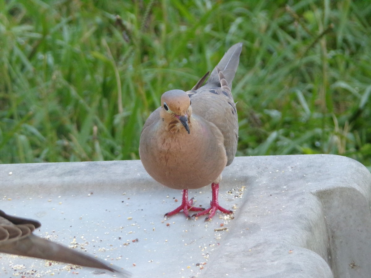 Mourning Dove - ML620707259