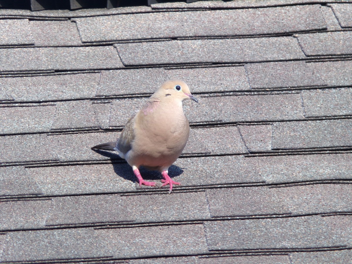 Mourning Dove - ML620707260