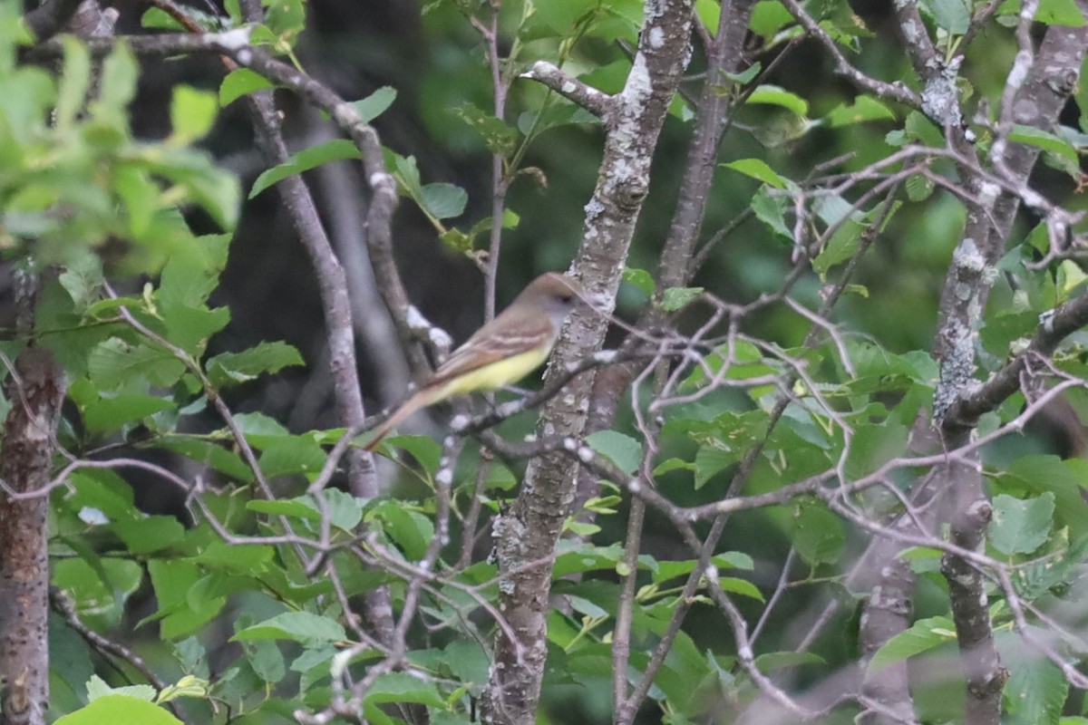 Great Crested Flycatcher - ML620707261