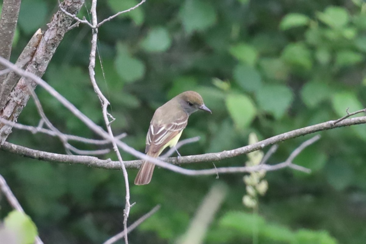 Great Crested Flycatcher - ML620707264