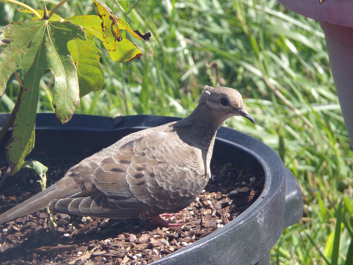 Mourning Dove - ML620707268